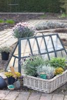 Basket with herbs ready for planting including Lavandula, Thymus, Helichrysum italicum and Salvia officinalis
 

