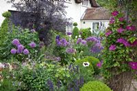 Purple themed cottage garden with Allium 'Globemaster', Salvia nemorosa 'Ostfriesland', Sambucus nigra 'Black Lace', Clematis niobe and Papaver orientale 'Perry's White'