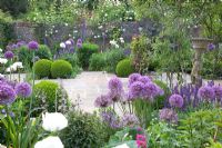 Purple themed cottage garden with Allium 'Globemaster', Salvia nemorosa 'Ostfriesland', Sambucus nigra 'Black Lace', and Papaver orientale 'Perry's White'