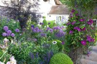 Purple themed cottage garden with Allium 'Globemaster', Salvia nemorosa 'Ostfriesland', Sambucus nigra 'Black Lace', Clematis niobe and Papaver orientale 'Perry's White'

