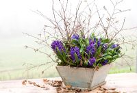 Hyacinthoides 'Peter Stuyvesant' - Forced hyacinths in a wooden container
