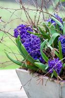 Hyacinthoides 'Peter Stuyvesant' - Forced hyacinths in a wooden container 
