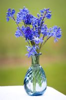 Muscari armeniacum, Chionodoxa and Scilla sibirica arranged in blue glass vase