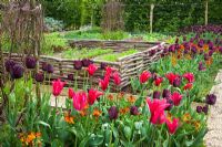 Tulipa 'Doll's Minuet' and T. 'Queen of Night' in the vegetable garden at Perch Hill. Woven hazel hurdles edging the beds