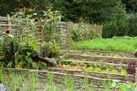 Raised beds of chard, salsify, lettuce and fennel in the vegetable garden at Perch Hill. Low fences of woven hazel edging the beds