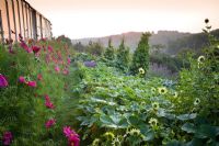 Dawn on the vegetable bank at Perch Hill. Mass of cleome in front of the greenhouse. Helianthus, squash and beans.