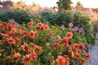 The cutting garden at Perch Hill in late summer with Dahlia 'Jescot Julie' in the foreground