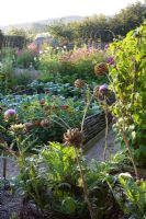 Early morning in the vegetable garden at Perch Hill in autumn