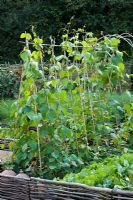 Runner beans in the vegetable garden at Perch hill