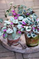 Cyclamen coum in pots. Showing a variety of leaf forms