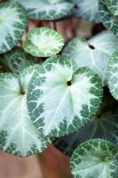 Cyclamen purpurascens silver leaf 'Garibaldi'