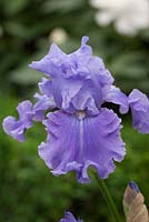 Iris Agua Fresca