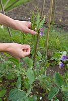 Sweet Pea Culture - Lathyrus sp, fixing stem to cane using ring clips