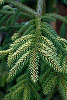 Picea orientalis aurea displaying bright new growth in spring