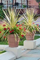 Cordyline and Pelargoniums in terracotta containers in The Spanish Garden at The Roof Gardens, Kensington