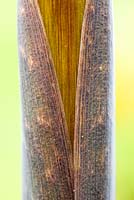 Arisaema ciliatum