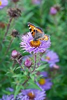 Aster novae-angliae 'Mrs S. T. Wright' with Small Tortoiseshell Butterfly