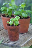 Ocimum basilicum - Basil seedlings in terracotta pots