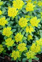 Euphorbia polychroma 'Golden Fusion'
