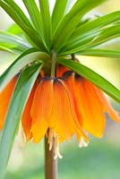 Fritillaria imperialis - Crown Imperial or Kaisers Crown, Bulb. April. Close up portrait of bright orange flower on tall stem.