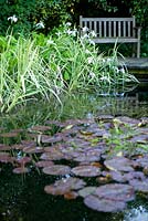 Garden Pond, May. Plants include - Phragmites australis variegatus, Iris, Nymphaea