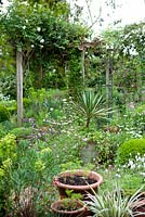 Planted terrace garden, May. Plants include - Aquilegia, Buxus, Clematis, Leucanthemum vulgare, Phormium, Rosa 'Felicite et perpetue'