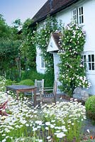 English country cottage with Leucanthemum - Ox eye Daisies and climbing Rosa 'Felicite et perpetue' in May
