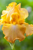 Iris 'Butterscotch Kiss', May
