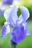 Iris pallida subsp. pallida - Great Purple Flag, May