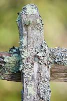 Lichen on fence post