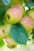 Malus 'Blenheim Orange' - Apple, September