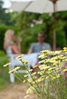 Man and woman sitting outside in the garden, Anthemis tinctoria 'EC Buxton' in foreground
