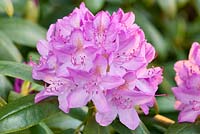 Rhododendron 'Roseum Elegans'
