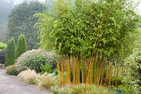 The Foliage Garden and The Plantsmans Garden at RHS Garden Rosemoor, Great Torrington, Devon with Phyllostachys aureosulcata f. spectabilis - Bamboo in centre