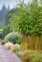 The Foliage Garden and The Plantsmans Garden at RHS Garden Rosemoor, Great Torrington, Devon with Phyllostachys aureosulcata f. spectabilis - Bamboo in centre
