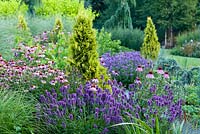 Echinacea purpurea, Miscanthus sinensis 'Morning ligh', Stachys macrantha 'Hummelo', Thuja occidentalis 'Barabit's Gold' - The Summer Garden in July, Bressingham Gardens, Norfolk