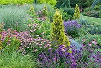 Echinacea purpurea, Miscanthus sinensis 'Morning ligh', Stachys macrantha 'Hummelo', Thuja occidentalis 'Barabit's Gold' - The Summer Garden in July, Bressingham Gardens, Norfolk
