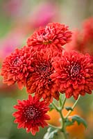 Chrysanthemum 'Red Medallion'
