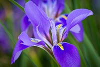 Iris unguicularis 'Mary Barnard' AGM