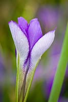 Iris unguicularis 'Mary Barnard' AGM - opening flower