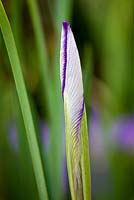 Iris unguicularis 'Mary Barnard' AGM - bud