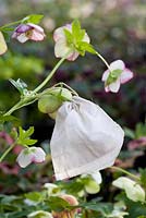 Cotton bag tied round hellebore flowers to collect seed