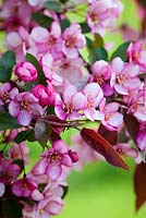 Malus 'Candymint Sargent' - Crab Apple