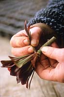 Taking cuttings from Aeonium arboreum 'Zwartkop' -  Stripping lower leaves