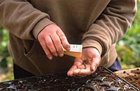Sowing seed in modules - Emptying packet of seed into hand