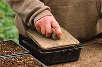 Sowing seed in half trays - Firming compost with presser board