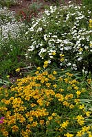 Potentilla 'Abbotswood' with Sedum floriferum 'Weihenstephaner Gold' and Allium moly