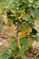 White Currant White Versailles, fruit clusters