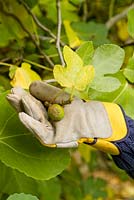 Removing second crop of figs in autumn, wearing protective glove