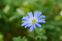 Anemone apennina - Blue windflower